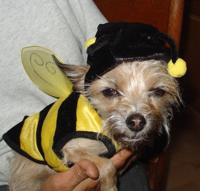 HowlOWeen Pet Safety, Advanced Care Pet Hospital, Saint Cloud, MN